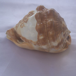 เครื่องประดับเปลือกหอยแกะสลักสไตล์ Cassis rufa เครื่องประดับเปลือกหอยแกะสลักสไตล์ Cassis rufa เปลือกสีแดงแรงจูงใจขัด14ซม. ของตกแต่ง - Product Image 6