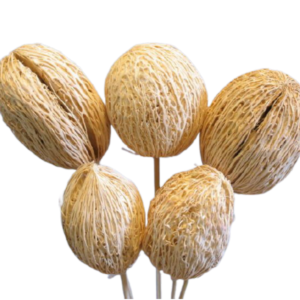 Amra Pod Jarrón seco Rellenos Plantas decorativas Popurri para el hogar o la oficina Diseño floral elegante para uso en interiores - Product Image 3