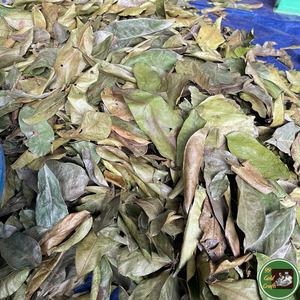 Hojas de Guanábana Secas Naturales de Vietnam, Material de Hoja Seleccionado para la Elaboración de Té e Industria de Bebidas - Product Image 2