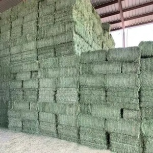หญ้าอัลฟัลฟ่าสีเขียว โปรตีนสูง เกรดอาหารสัตว์ หญ้าอัลฟัลฟ่าแบบมัด สำหรับอาหารสัตว์ อายุการเก็บรักษา 24 เดือน - Product Image 3
