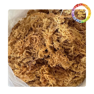Premium Dried Sea Moss Seaweed for Beverage <b>Dessert</b> and Food Industry Use - Product Image 4