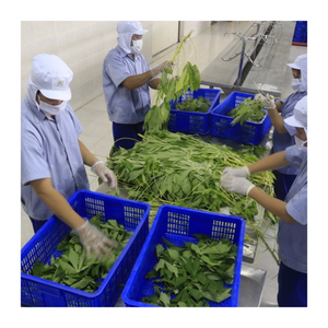 Hoja de yuca congelada a granel proveedor mayorista Vietnam | Exportador de hoja de yuca picada de primera calidad para compradores internacionales - Product Image 4