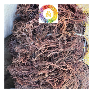 Musgo marino irlandés seco de gran tamaño limpio Eucheuma Cottonnii algas Producto Natural de alta calidad para ensalada Seamoss - Product Image 3