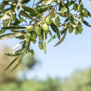 100% italienische Top Extra Vergin Olivenöl Bio Bio Gewürz flasche cl 25