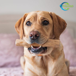 Exportación desde Vietnam COFFEE WOOD TUG: Respetuoso con el medio ambiente para mascotas como perros, gatos, hámsteres,... Masticable hecho de material 100% natural - Product Image 6