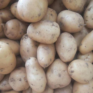 POMMES DE TERRE SUCRÉES FRAÎCHES DE QUALITÉ SUPÉRIEURE / PROVENANT DIRECTEMENT DES FERMES ET PARFAITEMENT RÉCOLTÉES / FABRIQUÉES AU VIETNAM - Product Image 1
