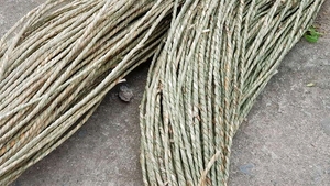 Herbe de mer brut séché fibre naturelle de jonc de mer pour la production artisanale du fournisseur direct - Product Image 5