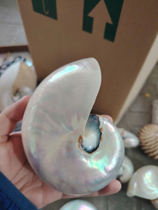 Concha de Nautilus perlada, Nautilus Pompilius pulido, conchas marinas perfectas para decoración costera, colección de regalos de boda - Product Image 3