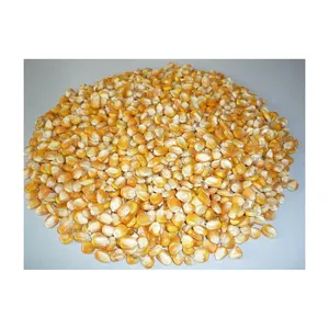 Best Selling Quality Agricultural Corp Product Maize Corn Grain Pure Natural Dried Yellow Corn Maize