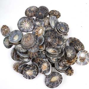 Conchas de Lapa marrón, lapas pulidas grandes, suministros de concha de mar de joyería, conchas marinas al por mayor a granel - Product Image 5