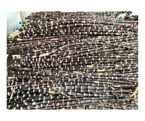 Jus de canne à sucre surgelé de qualité supérieure, origine Vietnam - Jus de canne à sucre frais pressé et surgelé pour les fabricants de boissons - Product Image 2