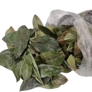 Meilleur prix d'usine corossol vietnamien thé du matin thé aux herbes fait à la main 100% feuilles biologiques naturelles thé amincissant emballé sous vide - Product Image 1