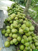 Vietnam verse jonge kokoswaterkokosnoten zoete zachte kokosnoten groothandel bulk export naar EU VS beste prijs// ANNA VILACONIC