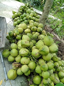 น้ำมะพร้าวอ่อนสดเวียดนาม มะพร้าวหวานนุ่ม ขายส่งจำนวนมาก ส่งออกไปยังสหภาพยุโรป สหรัฐอเมริกา ราคาดีที่สุด // ANNA VILACONIC - Product Image 4