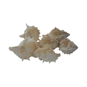 JOYERÍA SEASHELL Natural pequeña con motivos de agua Cloric pulida, concha de arte artesanal, artesanías de concha - Product Image 3