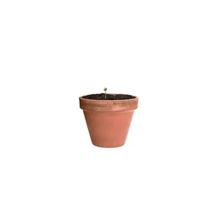 Capsula Ecologica Flocca con Semi per Regali Promozionali e Aziendali - Product Image 4