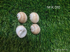 Natural Sea Shells Ideal for Home Decoration and Aquarium Denatural Sea Scoration Suitable for Resale by Sea Shell Supply Stores - Product Image 6