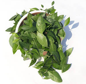 Poudre de henné naturel couleur de cheveux organique pure à base de plantes sans danger teinture de conditionnement douce longue durée pour une texture de cheveux douce - Product Image 3