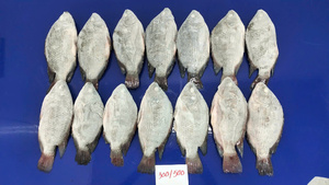 Cao cấp đông lạnh cá rô phi đen toàn bộ Hoang Dã đánh bắt tự nhiên hải sản cao trong protein sạch nhãn sự lựa chọn cho hệ thống miễn dịch hỗ trợ - Product Image 5