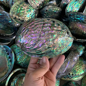 เปลือกหอยเป๋าฮื้อสำหรับตกแต่งบ้านและงานศิลปะงานฝีมือโปรเจกต์ขัดแบบพรีเมียมจากผู้จำหน่ายจากประเทศเวียดนาม - Product Image 1