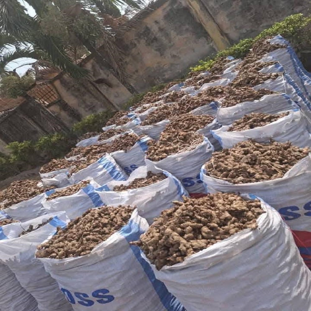 High Quality Raw Natural Organic Fresh Ginger Dried Vegetable at Wholesale Market Price