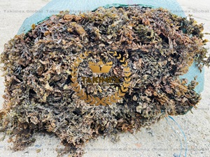 Raw Dried Sargassum <b>Seaweed</b> For Animal Feed - High Mineral <b>Seaweed</b> Fertilizer - Product Image 2