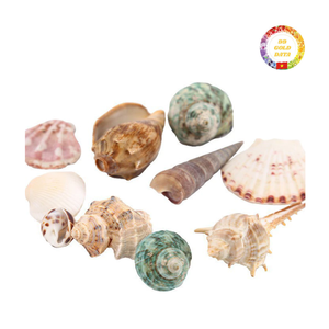 Vente en gros de coquillages naturels mixtes conque étoile de mer décor de plage bricolage artisanat décorations d'aquarium - Product Image 5