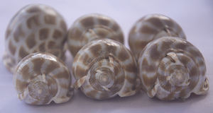 Shell Babylonia SeasHELL Bijoux Poli Naturel Shell Motif Petites Sortes Taille 5-6cm BIJOUX SEASHELL - Product Image 6