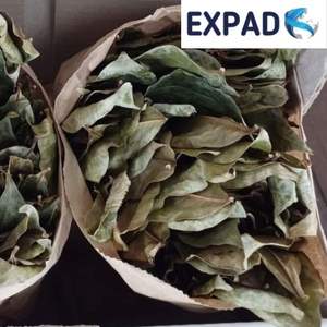 Pas de conservateurs 100% Toutes les feuilles de corossol séchées au soleil biologiques naturelles et fraîches du Viet Nam - Product Image 4