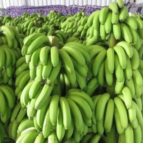 Classe a expositor de banana de cavendish fresco preço competitivo verde