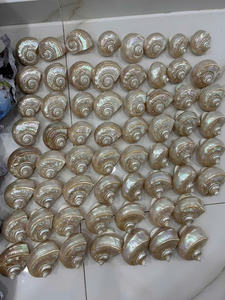 Polished Green Turbo Pearl Shell Souvenir Handmade Animal Style Nautical Decor Natural Shell Art for Gift or Collection - Product Image 5