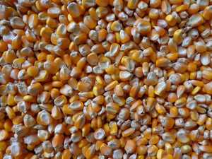 Maíz Amarillo y Blanco Premium para Mercados Globales: Alimentos, Piensos e Industria - Product Image 2