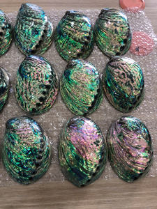 Coquilles d'ormeau bien polies Coquilles d'ormeau naturelles finies en douceur pour les bijoux faits à la main et l'approvisionnement décoratif du Vietnam - Product Image 2