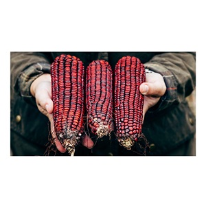 Maíz Rojo para Consumo Humano, Maíz Amarillo No Transgénico/Maíz de Primera Calidad/Palomitas de Maíz - Product Image 1