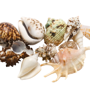 Summer Conch Shell Sculpture Resin Crafts Artificial <b>Fish</b> <b>Tank</b> Ornaments and Seashell Figurine for Home Aquarium Decoration - Product Image 5