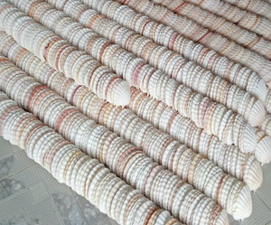 เปลือกหอยเชลล์ธรรมชาติระดับพรีเมี่ยม | ขายส่งเปลือกหอยคุณภาพสูงพร้อมการจัดส่งที่รวดเร็วและบริการที่ยอดเยี่ยม - Product Image 5