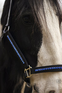 Licou équestre en cuir noir et bleu clair, fabricant de licou en cuir de cheval - Product Image 5