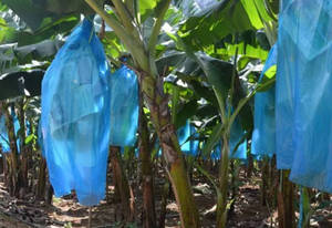 Sac banane en plastique d'usine du Vietnam pour la protection de la croissance sac de couverture de fruits PE bleu vert pour l'utilisation d'agriculture de ferme en gros - Product Image 4
