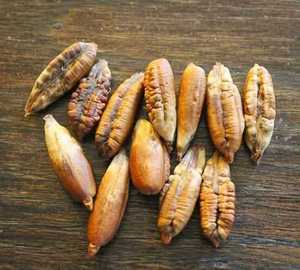 Semillas de Dátil Enteras TOS Premium de Alta Calidad, 250g, 100% Naturales, Limpiadas y Secas, Turquía, 48 Meses de Duración - Product Image 2