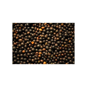 Semences de vesce en vrac emballées pour expédition à des acheteurs internationaux d'aliments pour animaux et d'amélioration des sols - Product Image 2