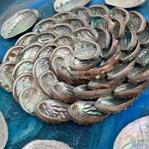 เปลือกหอยเป๋าฮื้อหลากหลายชนิด คอลเลคชั่นเฮเลน เปลือกหอยทะเลธรรมชาติ เปลือกหอยเป๋าฮื้อขนาดใหญ่ ขายส่งราคาดีที่สุด - Product Image 2