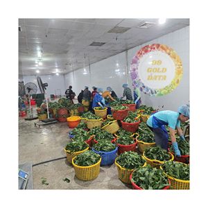 [ราคาดีที่สุด] ใบมันสำปะหลังใน2025พืชแช่แข็ง/ต้นพืชใหม่/บรรจุจำนวนมากจากธรรมชาติ100% - Product Image 1