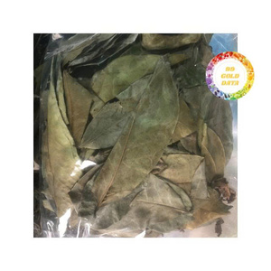 HOJAS DE SOURSOP SECAS AL POR MAYOR/HOJAS DE ANNONA MURICATA SECAS A PARTIR DE 100% HOJAS DE SOURSOP FRESCO DE PROVEEDOR DIRECTO - Product Image 2