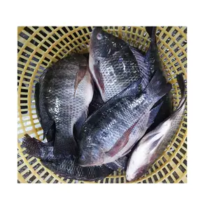 Chất lượng cao cá rô phi giá bán buôn tốt hơn so với Thái Lan