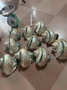 White Turbo Seashell Impresionante para exhibiciones de acuarios Artesanía Agrega un ambiente costero elegante - Product Image 6