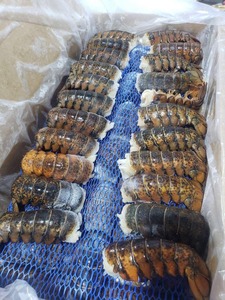 Langosta congelada entera de calidad a precio mayorista con entrega rápida y calidad superior garantizada para sus mariscos - Product Image 3
