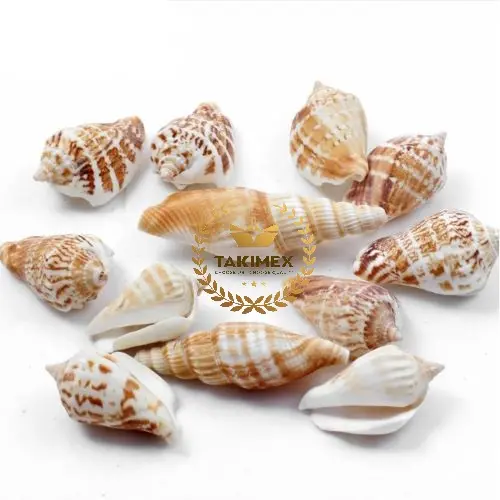 Natural seashells for crafts - dried scallop shell - Abalone shell craft