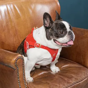 Leather durability luxury medium pet french bulldog bull dog chest harness