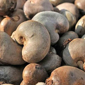 Noix de cajou crues Noyaux Kaju entiers blancs sans coquille Vente en gros en vrac Marque OEM Emballage personnalisé Fraîcheur scellée sous vide - Product Image 1