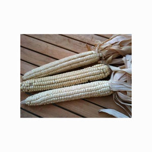 ข้าวโพดเลี้ยงสัตว์สีขาวแบบ GMO หรือแบบ non-GMO สำหรับมนุษย์และสัตว์ - Product Image 3